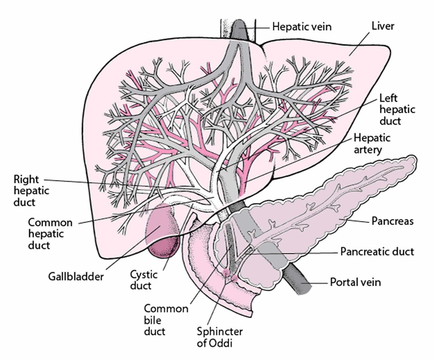 Гепатобилиарная зона что это. Печеночная артерия и воротная Вена. Кровоснабжение печени схема. Воротная Вена печени анатомия.