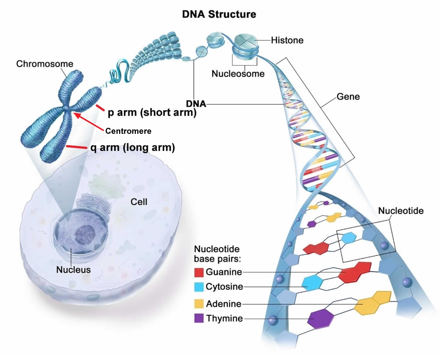 What Is 18q Deletion Syndrome