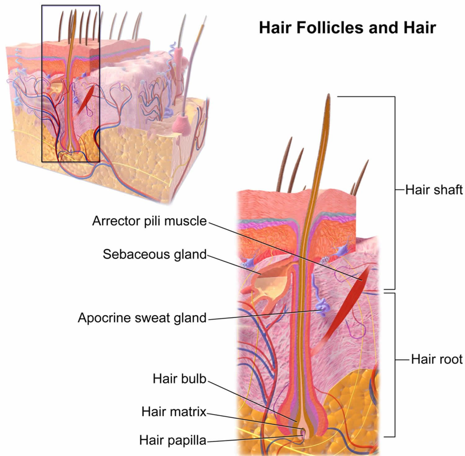 Preventing Ingrown Hairs