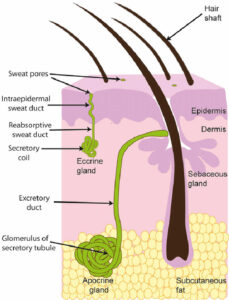 Hidradenoma papilliferum, causes, symptoms, diagnosis, treatment ...