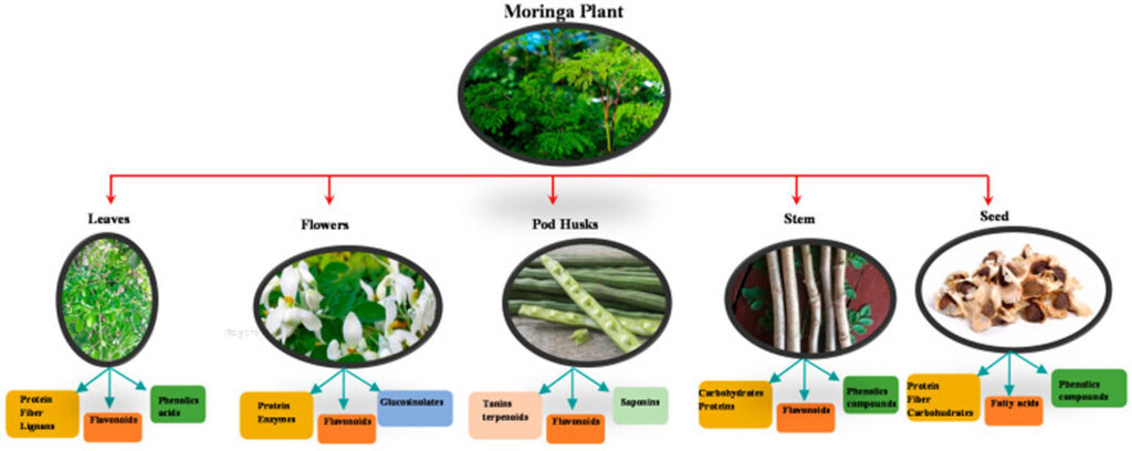 Moringa Oleifera Review, Health Benefits & Side Effects