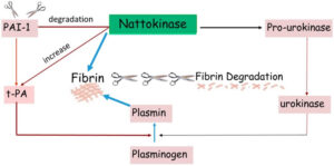 Nattokinase Reviews, Foods, Benefits, Dangers, Dosage & Side Effects