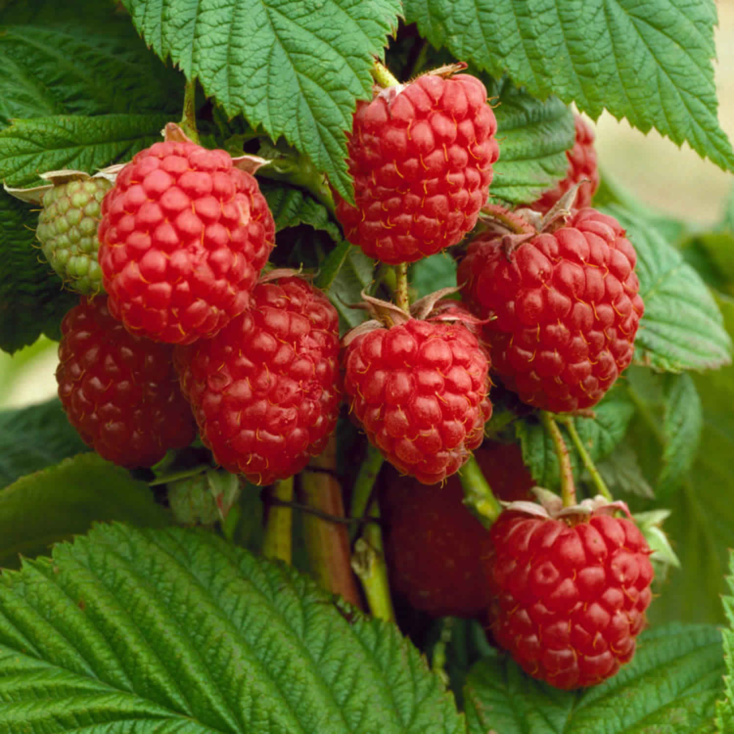 Raspberry ketone extract