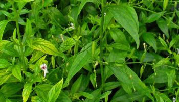 Andrographis