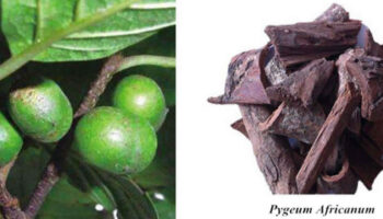 Pygeum