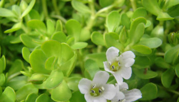 bacopa monnieri