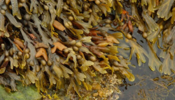 bladderwrack