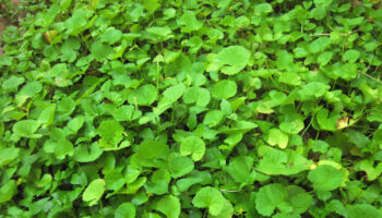 centella asiatica