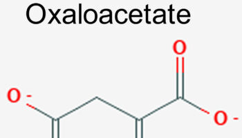 oxaloacetate
