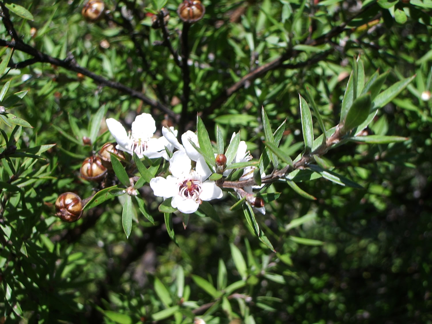 Leptospermum scoparium