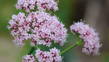 Valerian