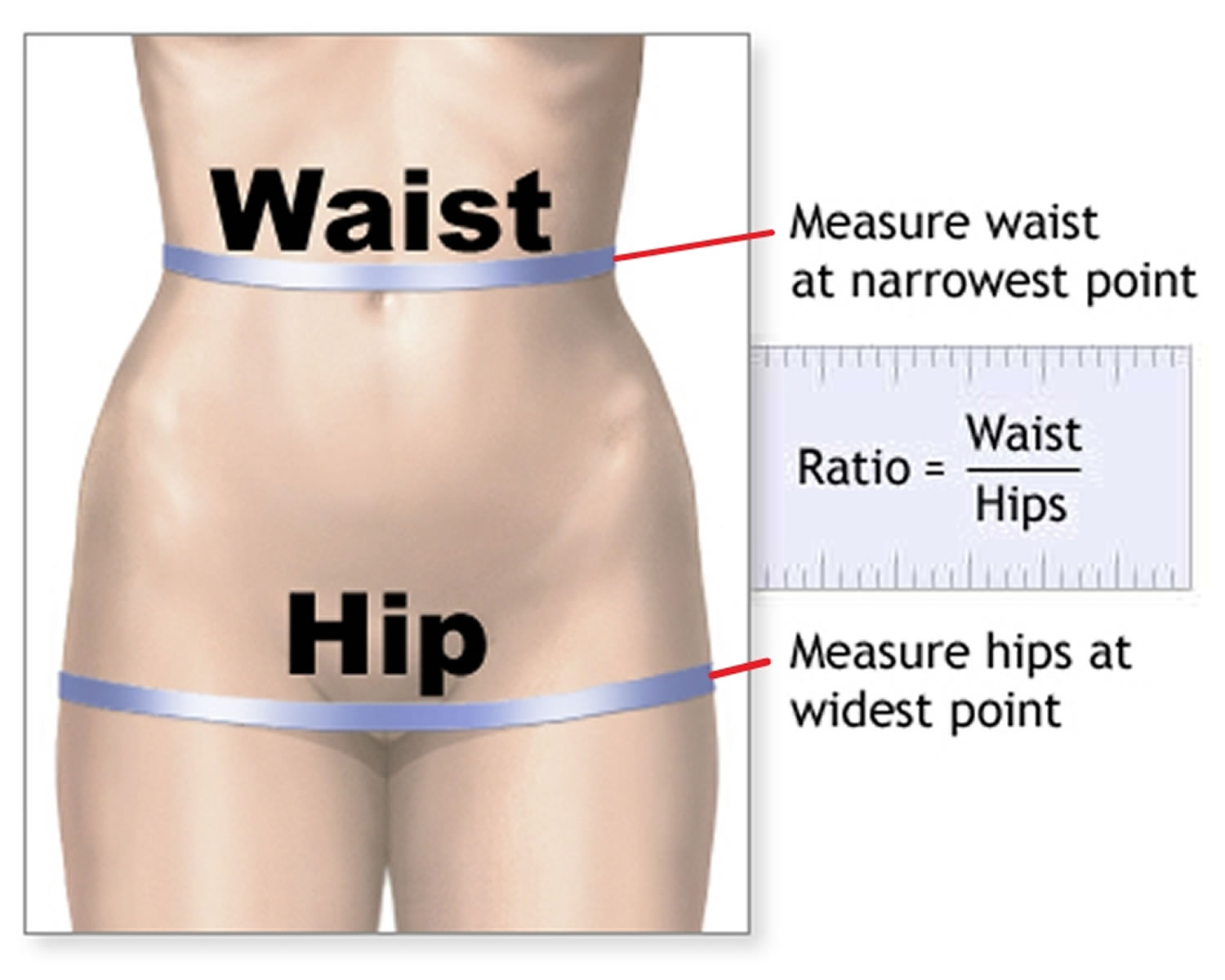 Waist to hip ratio measurement