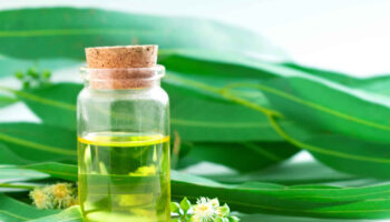 eucalyptus oil
