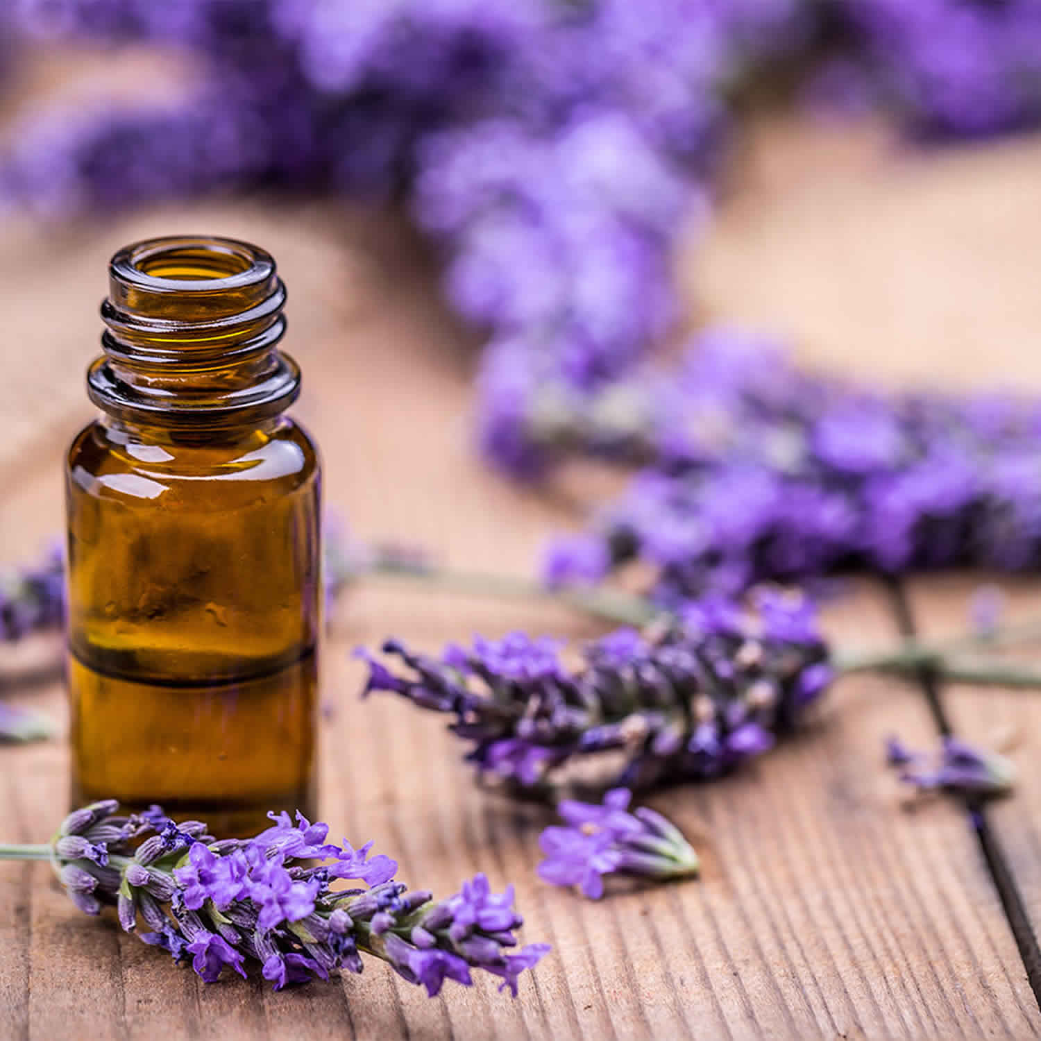 Lavender oil review, benefits, uses & side effects