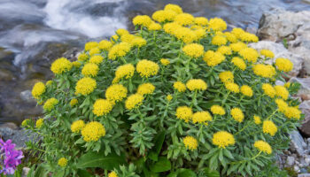 Rhodiola Rosea