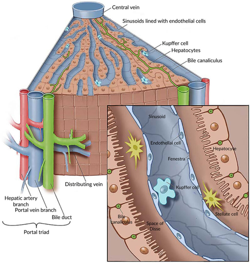 Liver - Function, Anatomy and Parts of the Human Liver