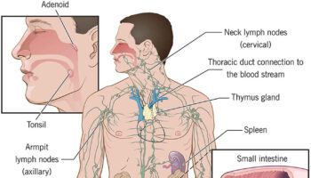 immune system