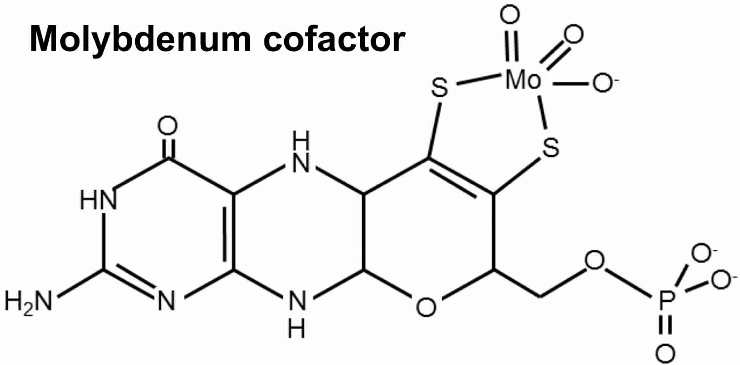 molybdenum cofactor