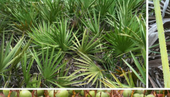 saw palmetto