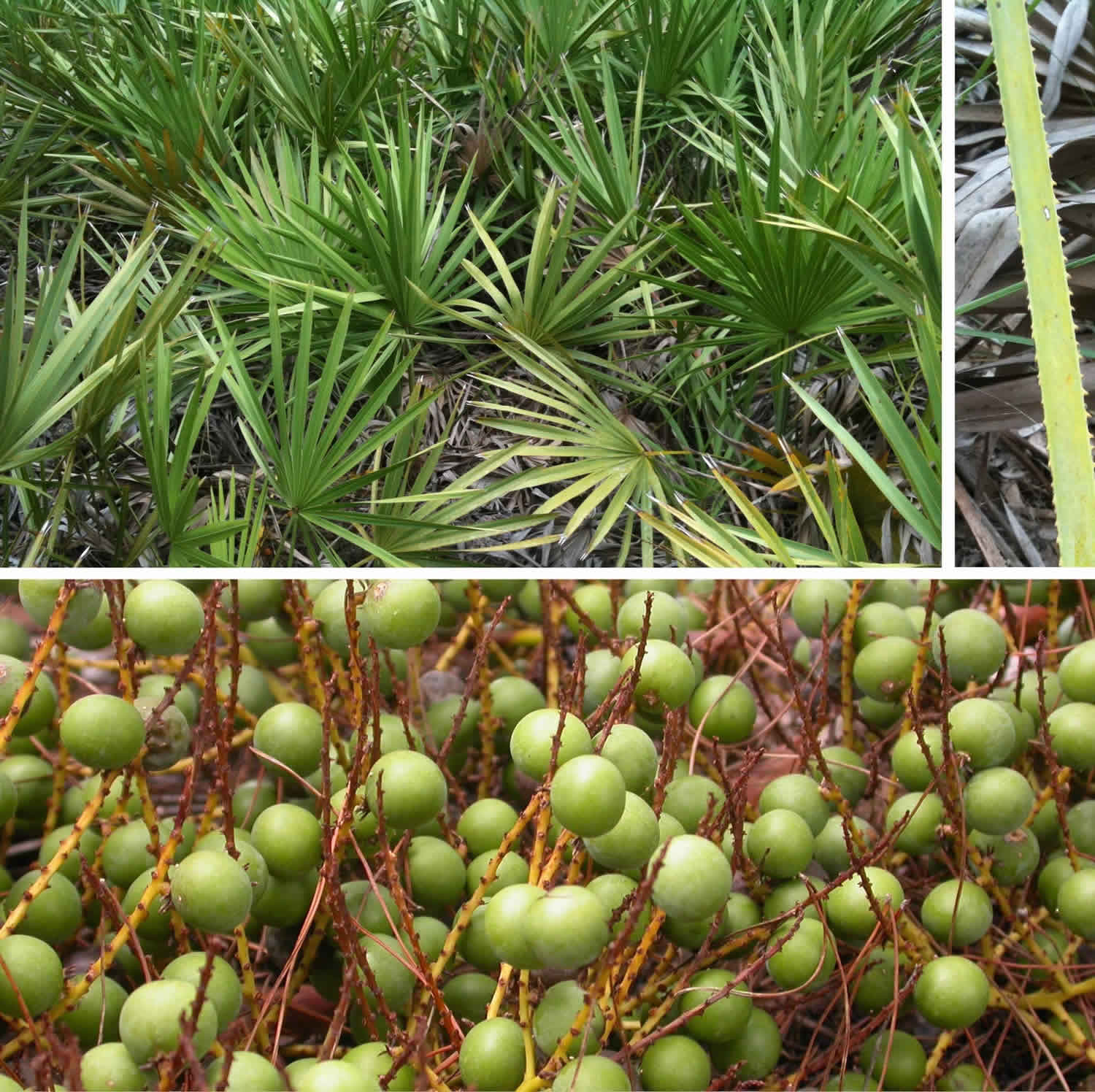 saw-palmetto-serenoa-repens-uses-dosage-side-effects