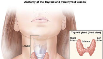 best food for thyroid patients