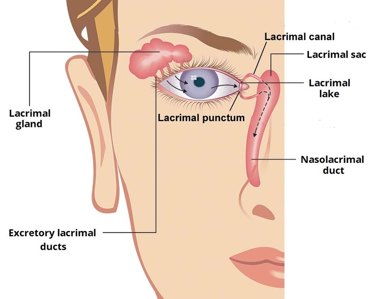 Eye tear gland and ducts