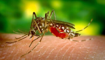 malaria