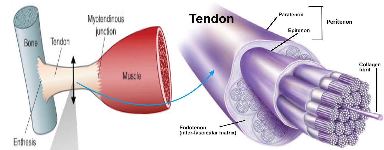 Histology of a normal tendon