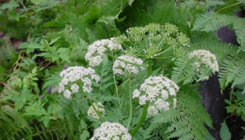 Osha Root