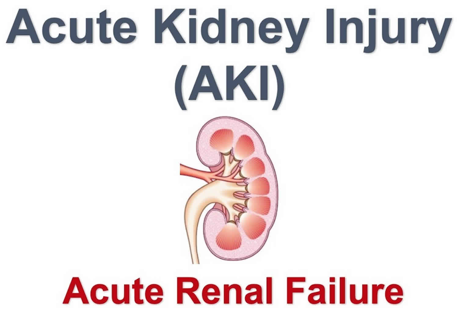 Acute Kidney Injury Treatment Dogs