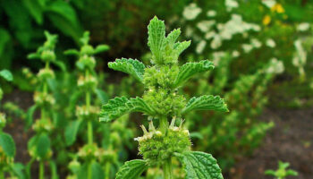 horehound plant