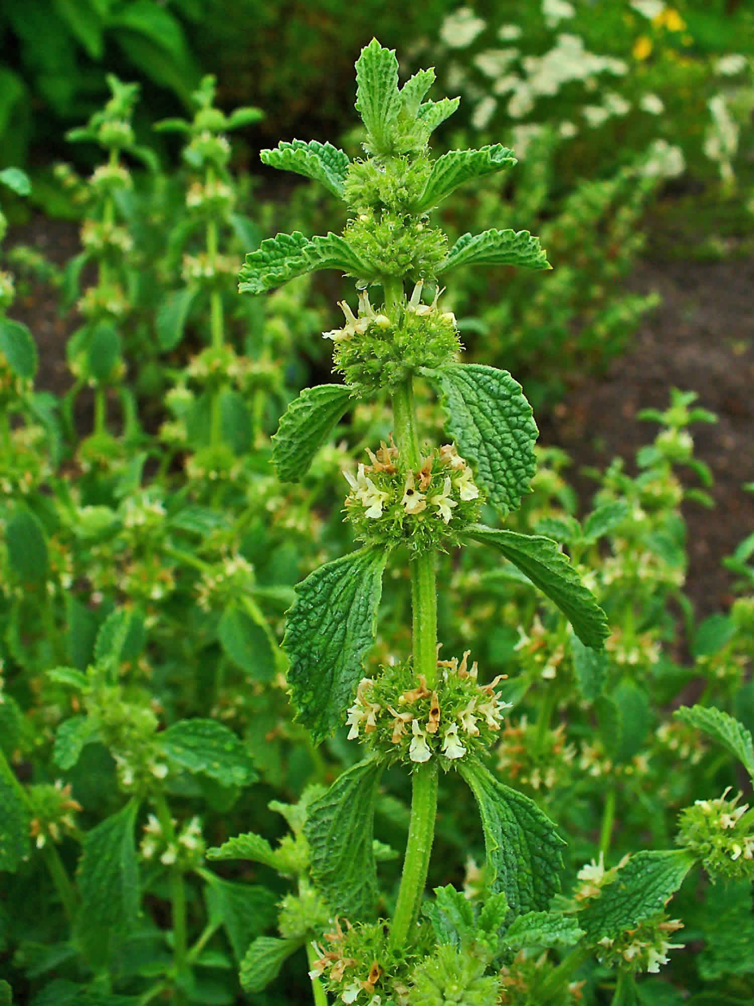 horehound, medicinal uses, toxicity & side effects