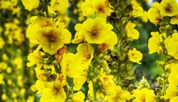 mullein