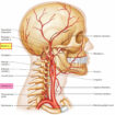 Basilar artery and basilar artery branches