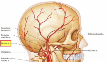 Basilar artery and basilar artery branches