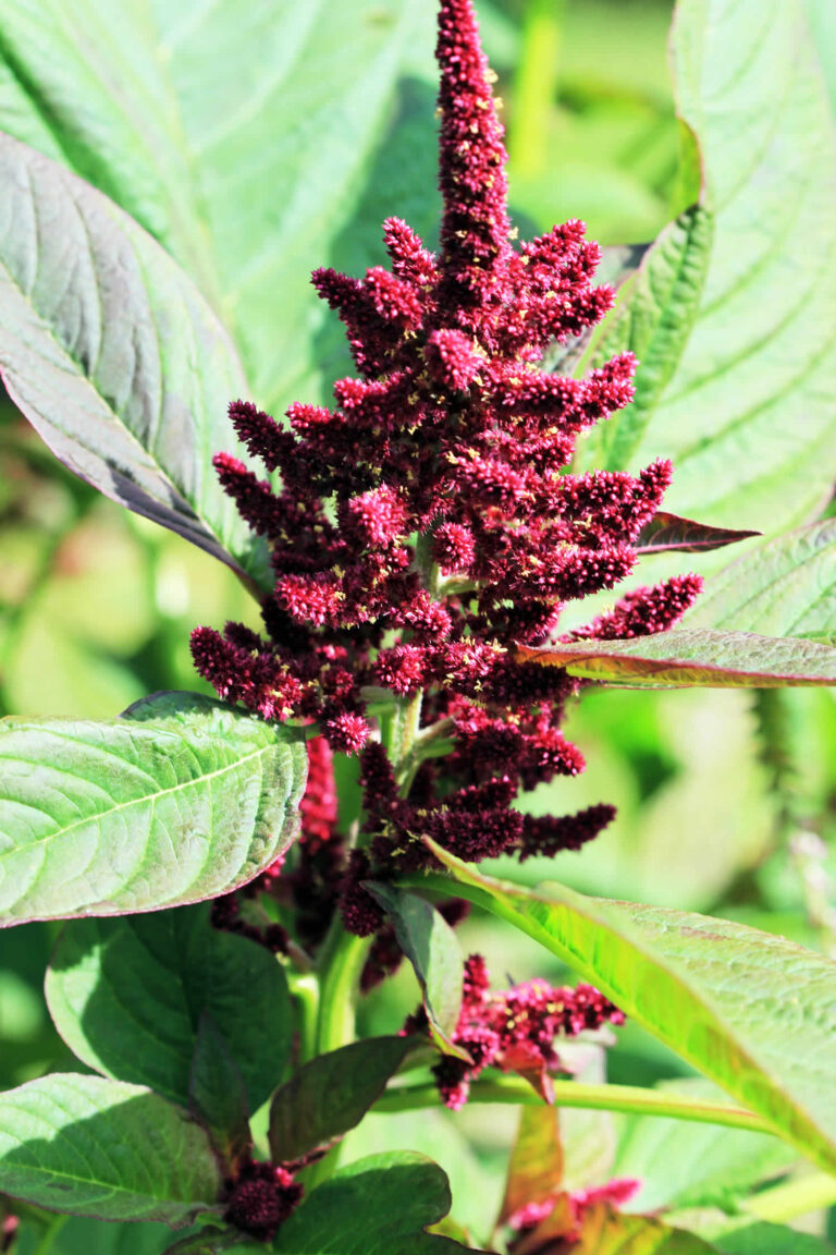Amaranth grain and vegetable nutrition facts & health benefits