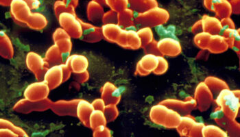 streptococcus pneumoniae