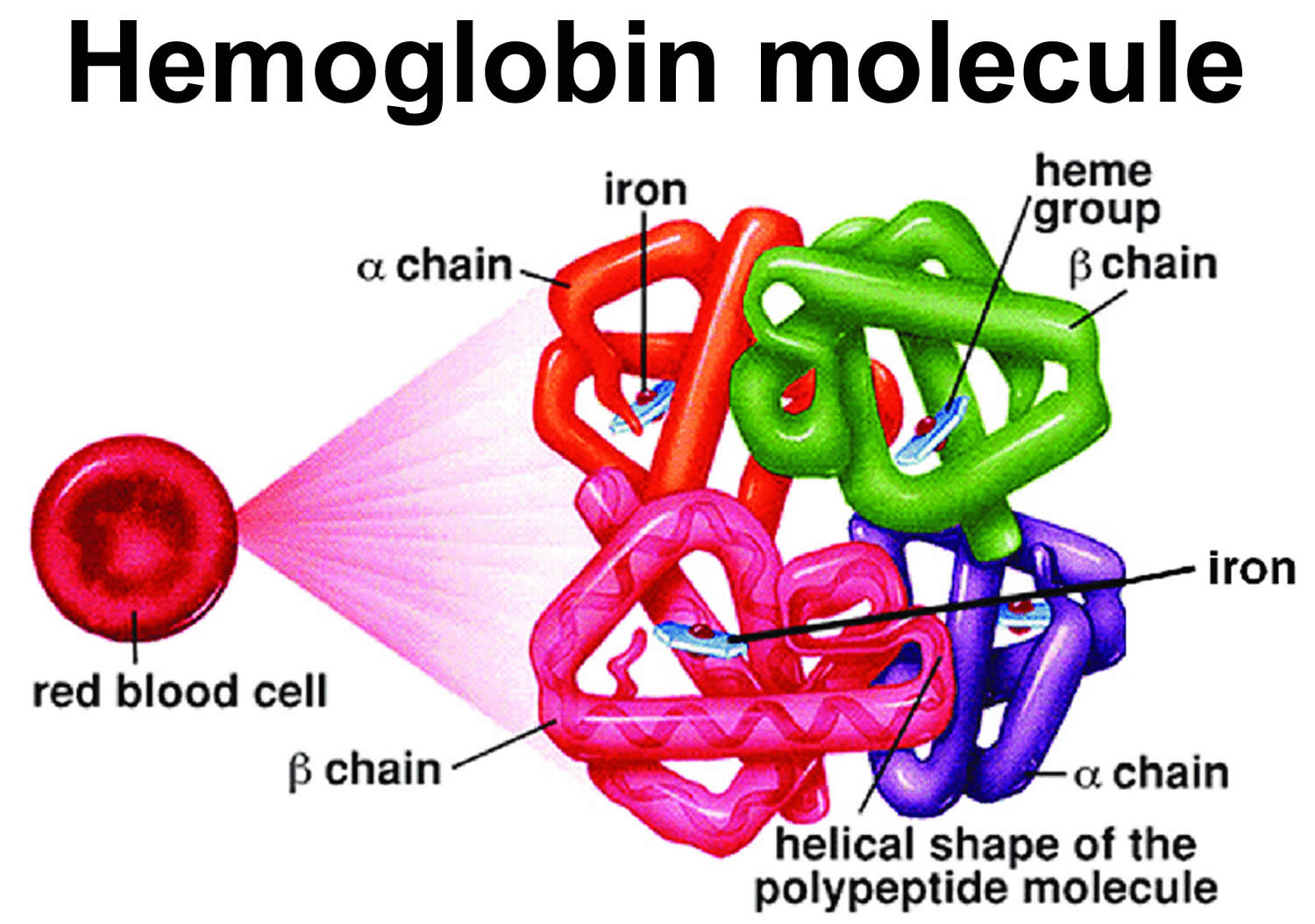 normal hemoglobin structure