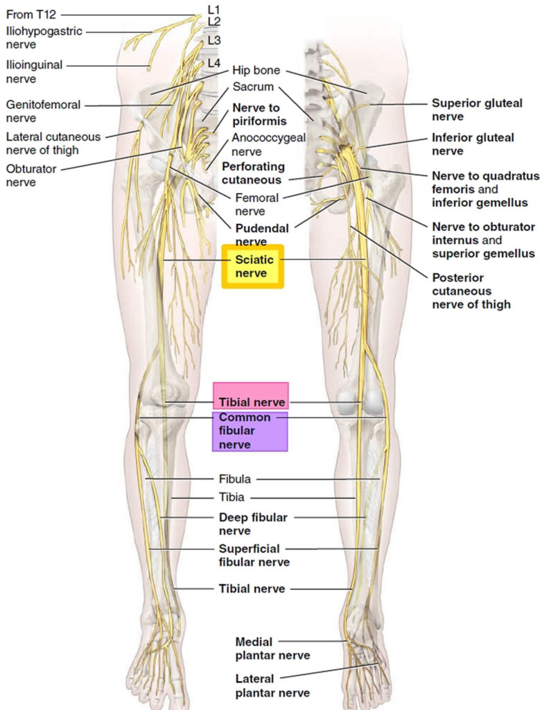 Sciatica, sciatica pain causes, diagnosis, treatment, exercises & prognosis