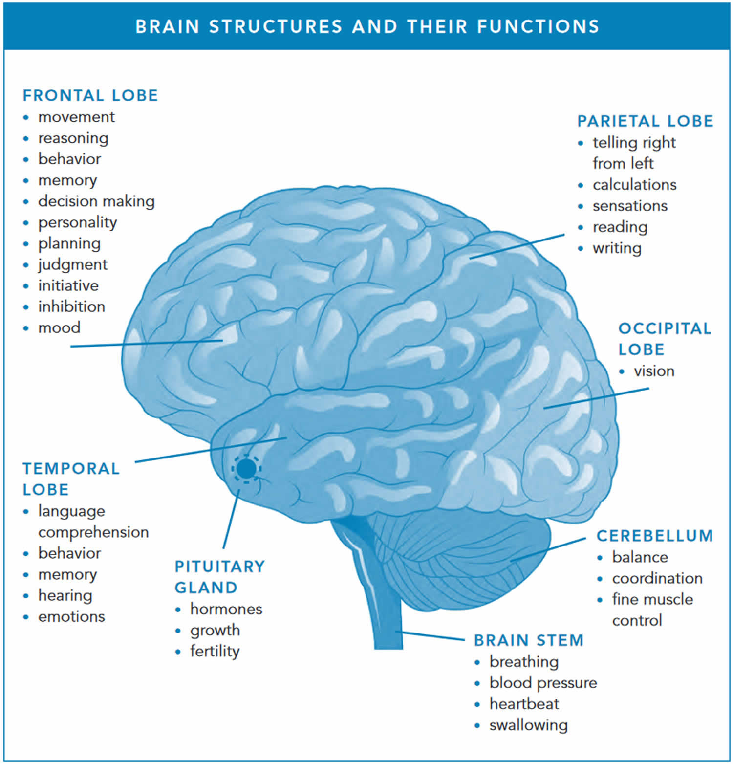 Brain structures and brain functions