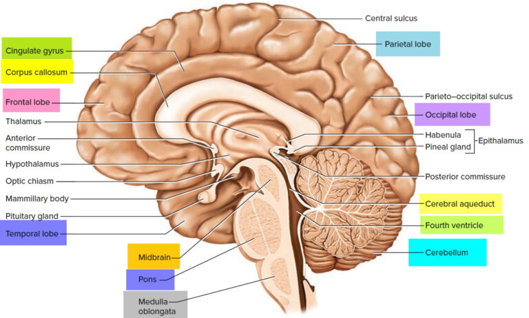 Brain Tumor In Children Causes, Symptoms, Diagnosis, Treatment 