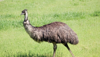 emu oil
