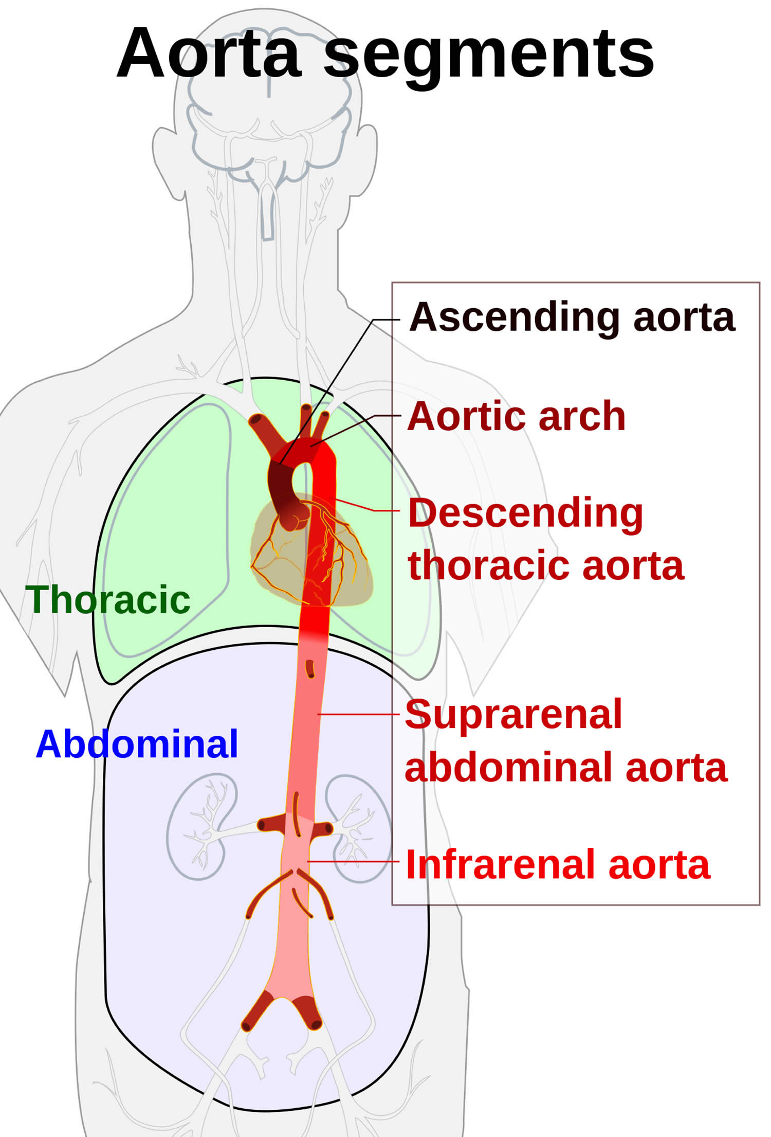 Aorta segments