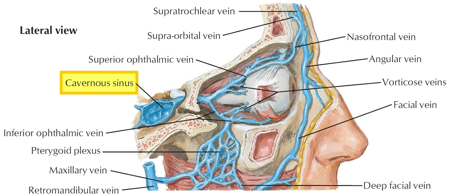 Sinus cavernosus