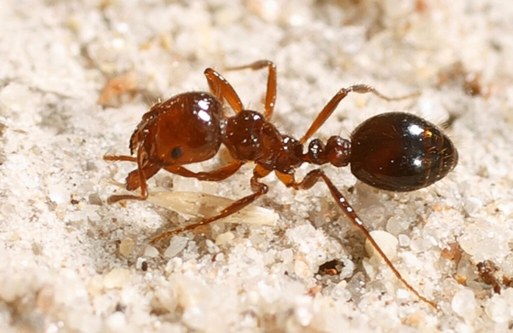 Fire ant bites, what to put on fire ant bites & how to treat fire ant bites