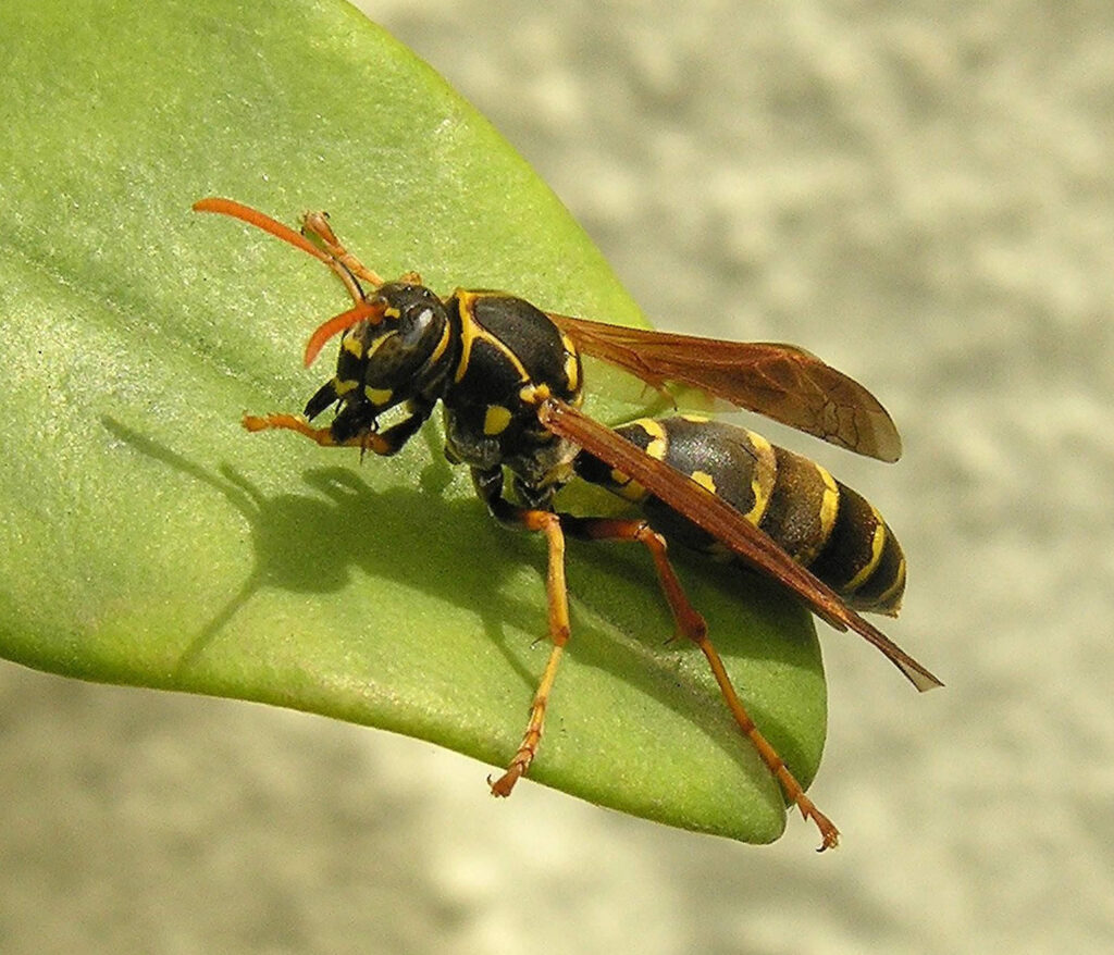 Wasp, yellow jacket & bee sting, symptoms, diagnosis & treatment