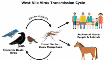 West Nile fever