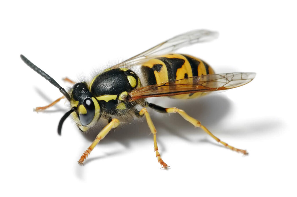 Wasp Yellow Jacket And Bee Sting Symptoms Diagnosis And Treatment