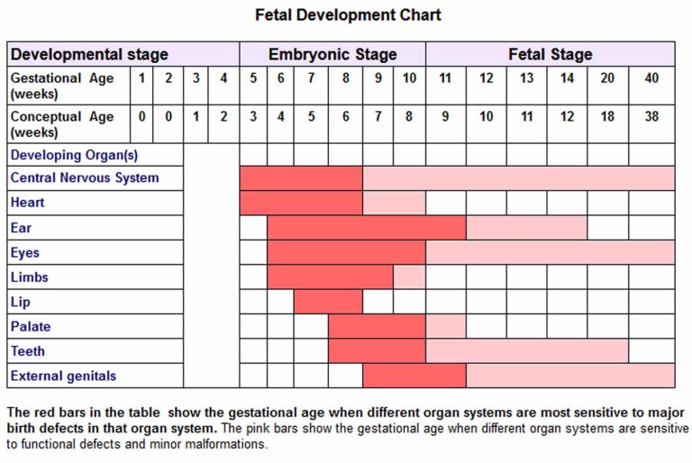 Fetal development timeline, fetal organ development timeline