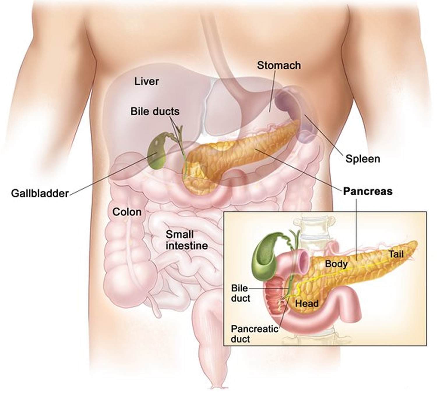 Pancreas location